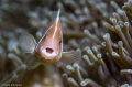  Kissing Clown Fish  